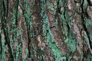 Bark_Free Sample