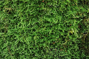 Moss_Texture Pack (3)