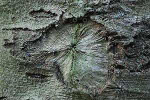 Bark_Texture_0002