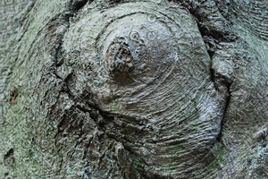 Bark_Texture_0001