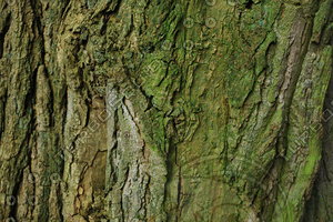 Bark_Texture Pack_0006