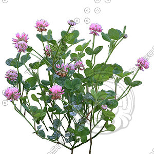 Flower_V_10