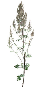 Grass_35