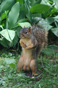 squirrel
