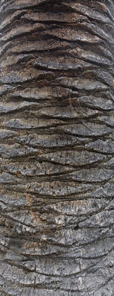 Texture JPEG bark palm tree