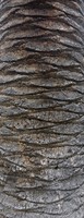 Palm Tree Bark 03