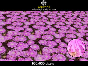 PinkFlowers