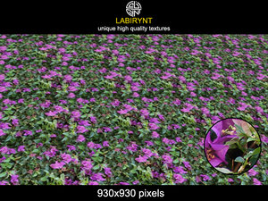 PurpleFlowers