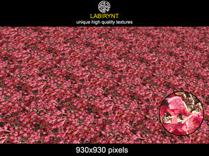 RedVolcanicPlants