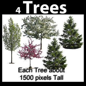 Tree Textures, Flowering, Spruce, Pine