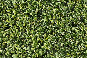 Green bush