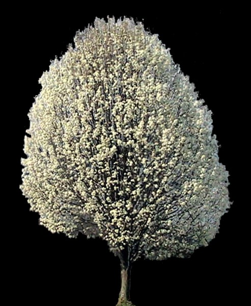 Texture PNG tree bradford pear