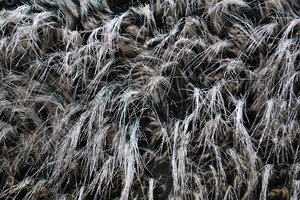 Fur_Texture_0005