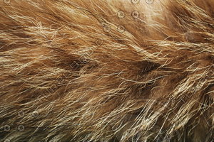 Fur_Texture_0004