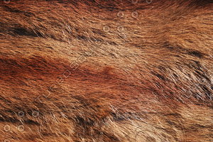 Fur_Texture_0006