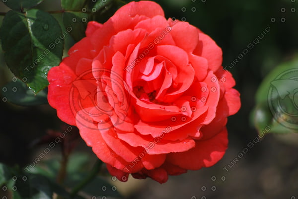 Stock JPEG rose flower petals