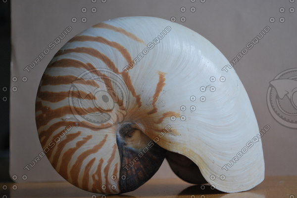 Stock JPEG nautilus shell spiral