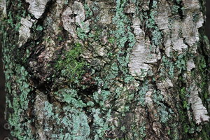 Bark_Texture Pack_0005
