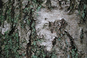Bark_Texture Pack_0004