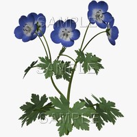 TX Geranium Wild