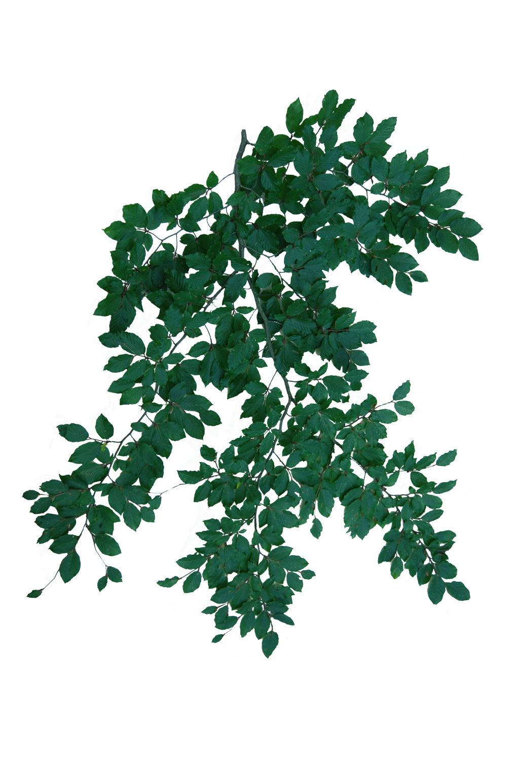 Texture PNG foliage leaves branches