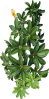 Tropic Plant