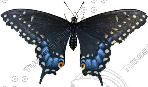 Butterfly 1 Spicebush Swallowtail