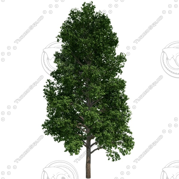Texture PNG tree alpha channel
