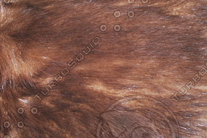 Fur_Texture_0001