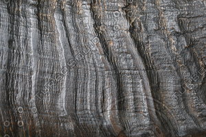Horn_Texture_0001