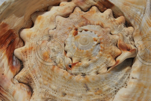 Texture JPEG shell texture queen