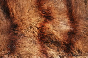 Fur_Texture_0008
