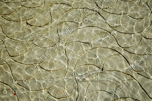 Texture shallow water surface covering stone