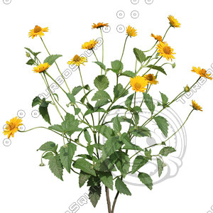 Flower_V_16