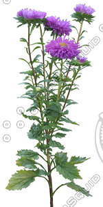 Flower_V_25