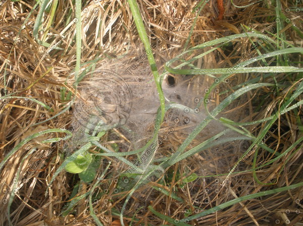 Stock JPEG funnel web on