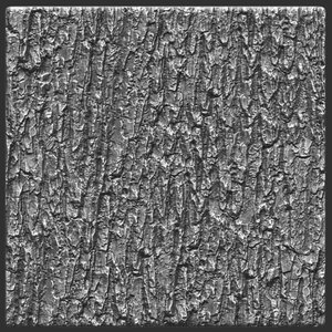 Bark deciduous 01 ZBrush Alpha