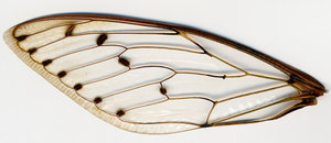 lsins_00058