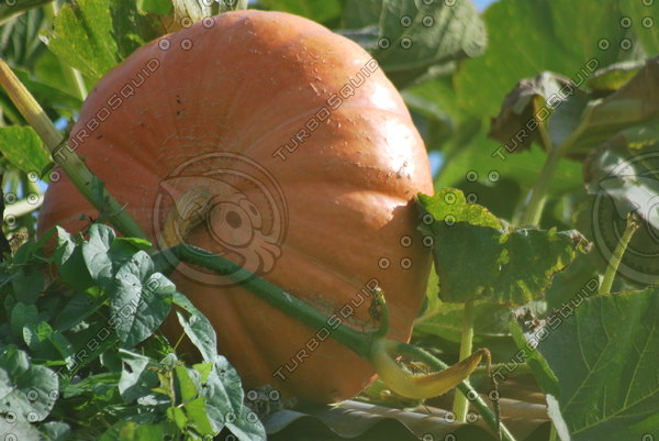 Stock JPEG pumpkin pumpkins produce
