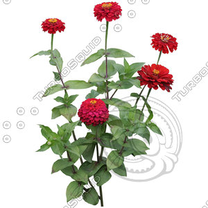 Flower_V_18