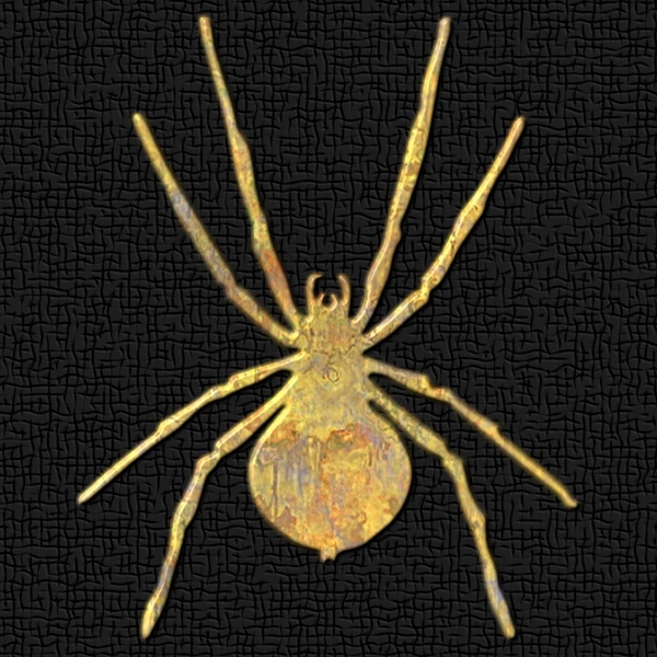 Texture PNG spider insect bug