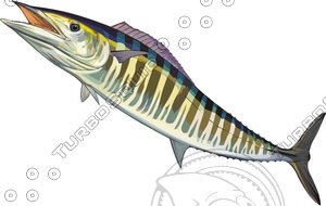 fish16