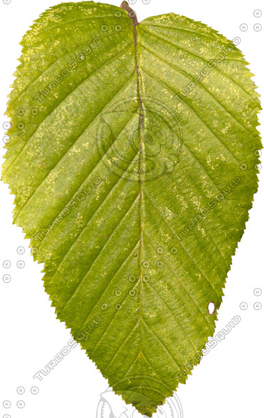 Texture JPEG leaf garden landscape