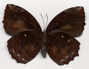 lsins_00051