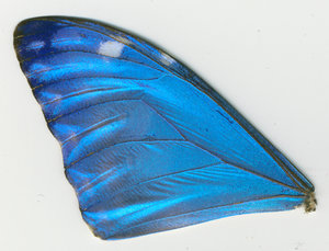 lsins_00087
