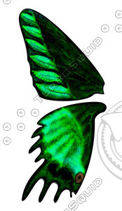 butterfly (wings and body)