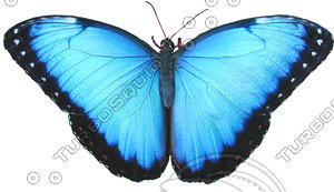 Butterfly 2 Blue Morpho