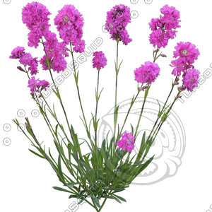 Flower_V_12