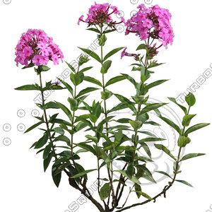 Flower_V_13