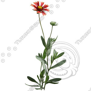 Flower_V_15